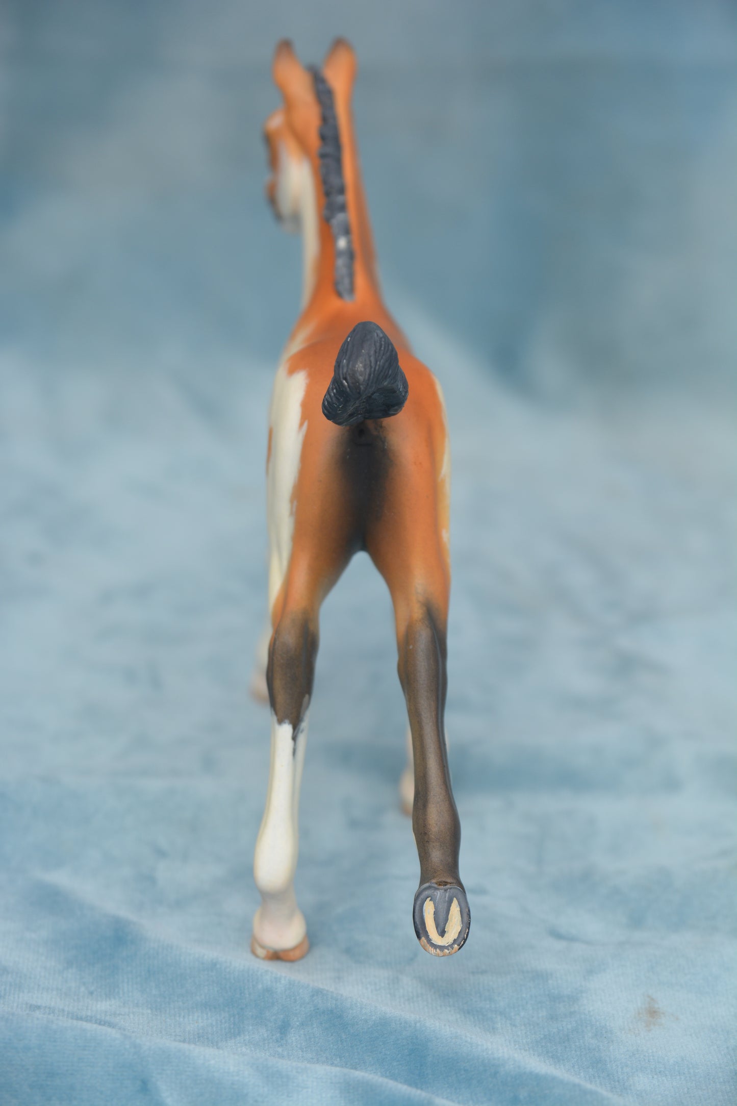 Pinto Foal
