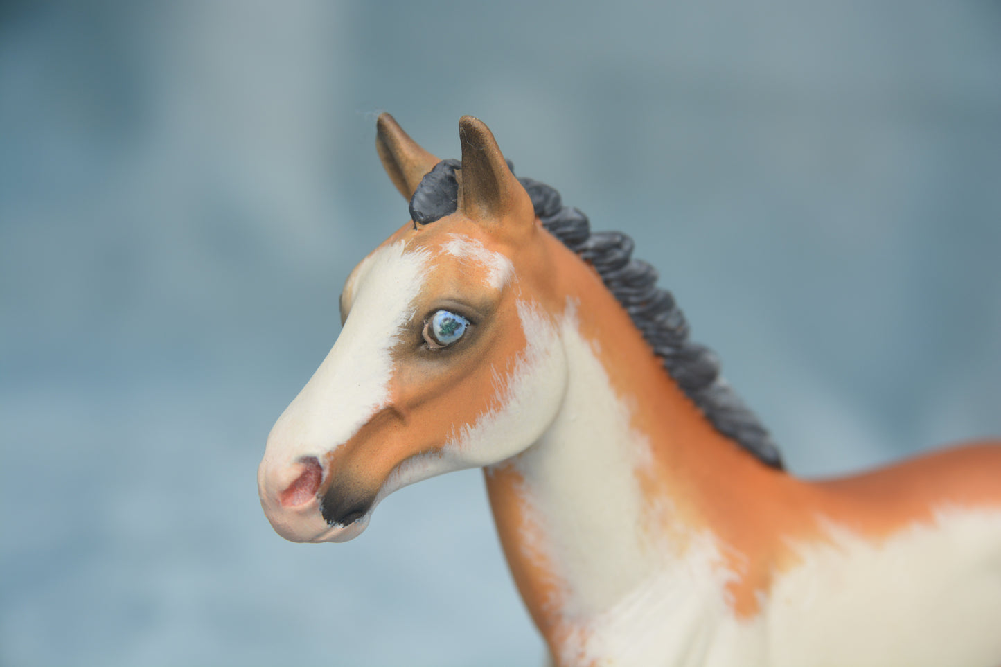 Pinto Foal