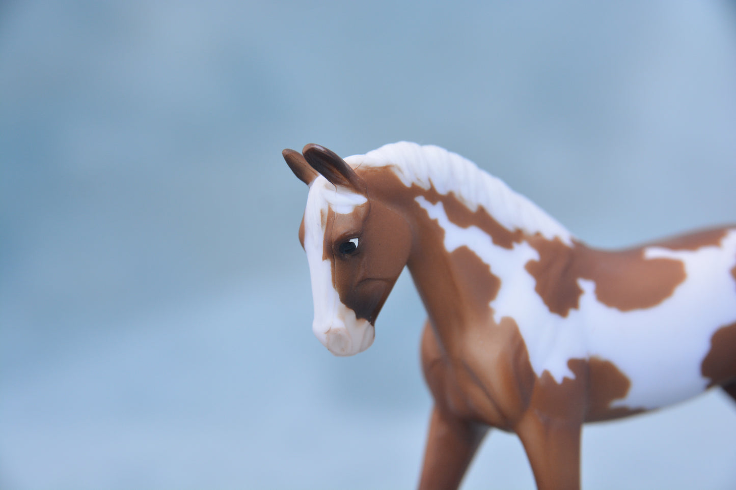 Pinto Trotting Warmblood