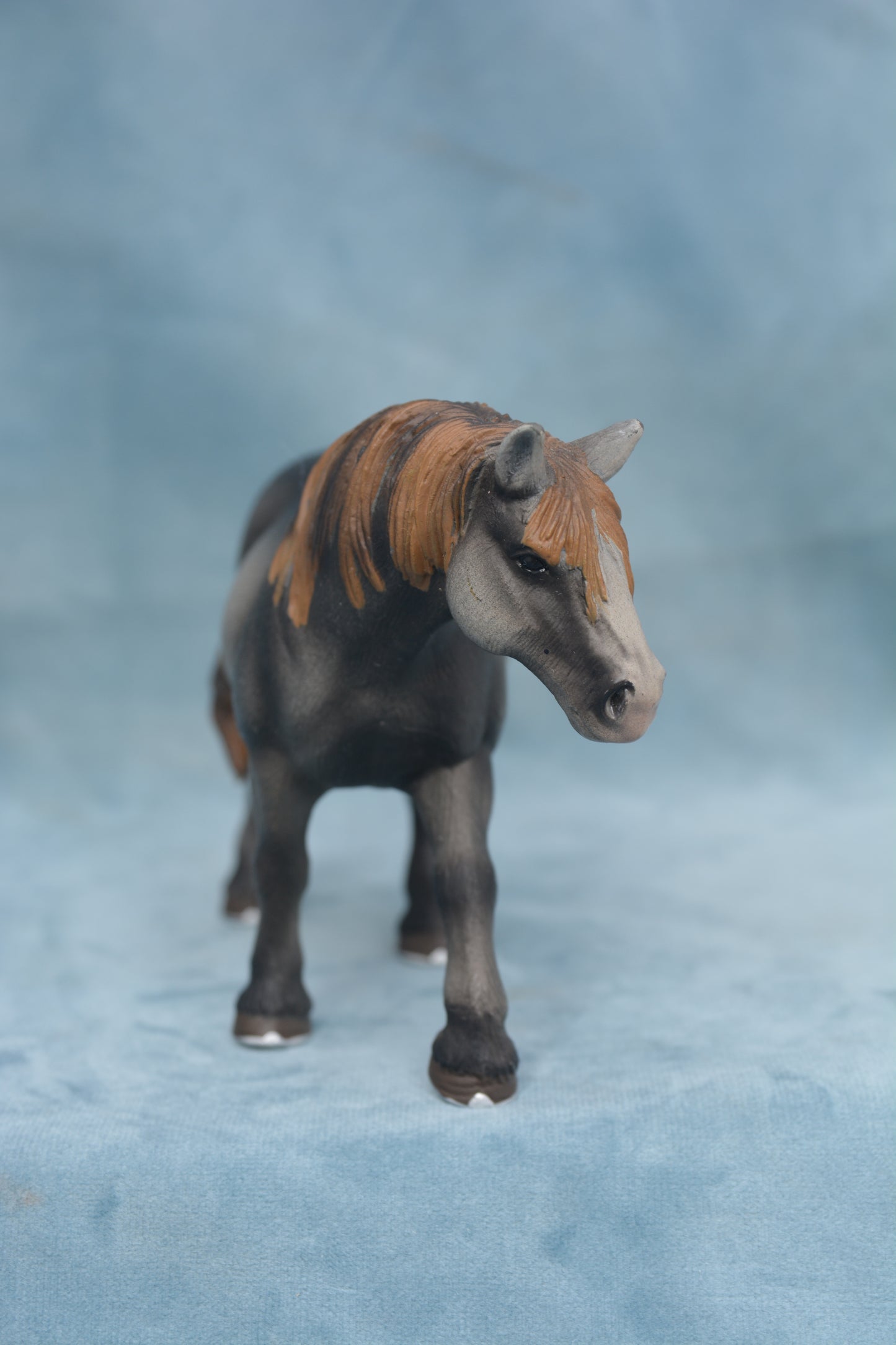 Percheron Mare