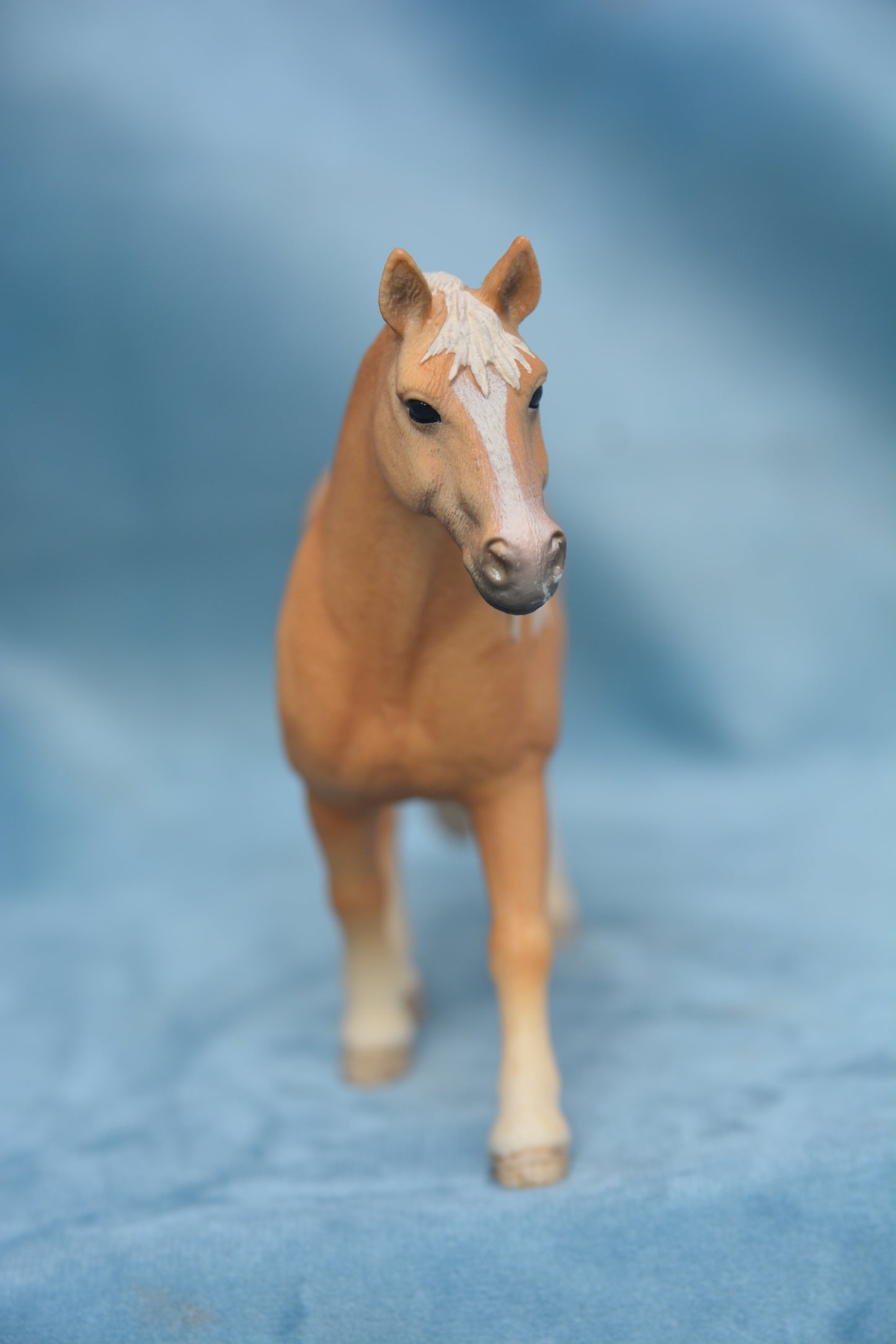 Haflinger Mare