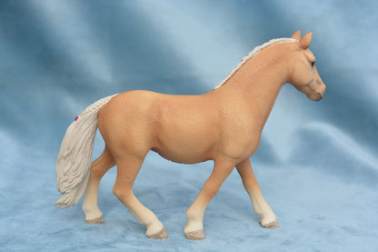 Haflinger Mare