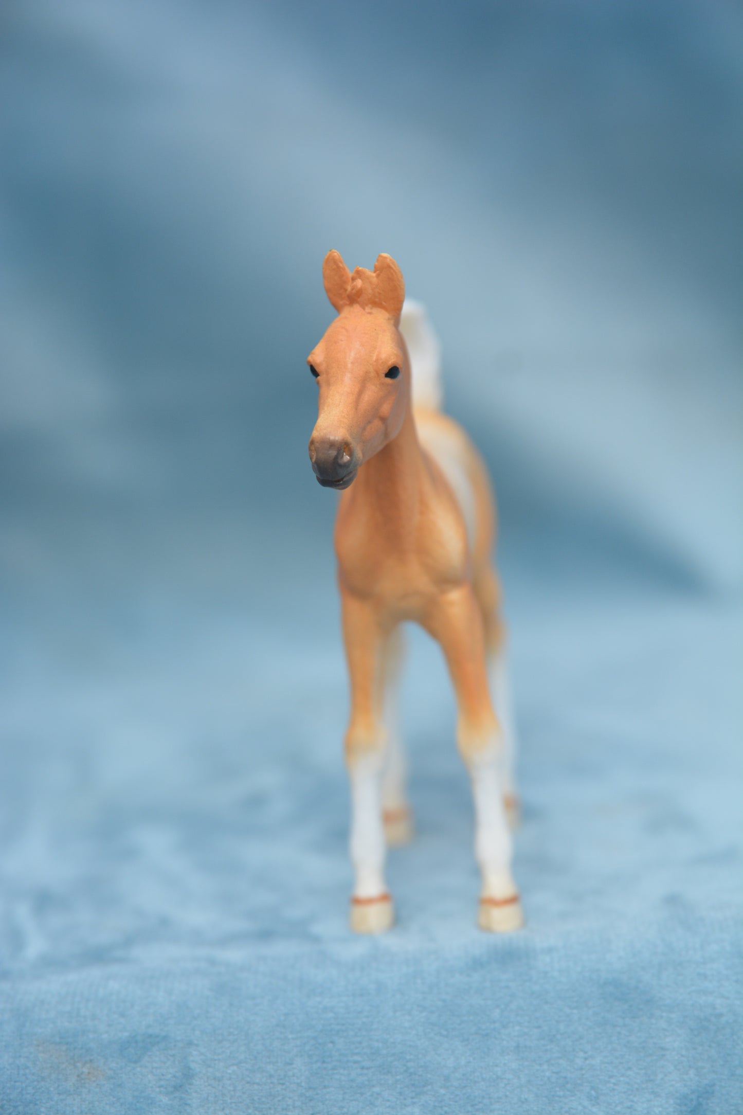 Pinto Foal - Standing