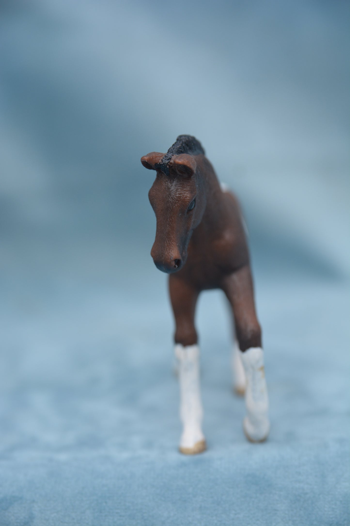 Trakehner Foal