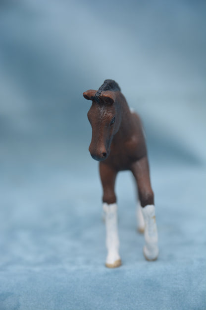 Trakehner Foal
