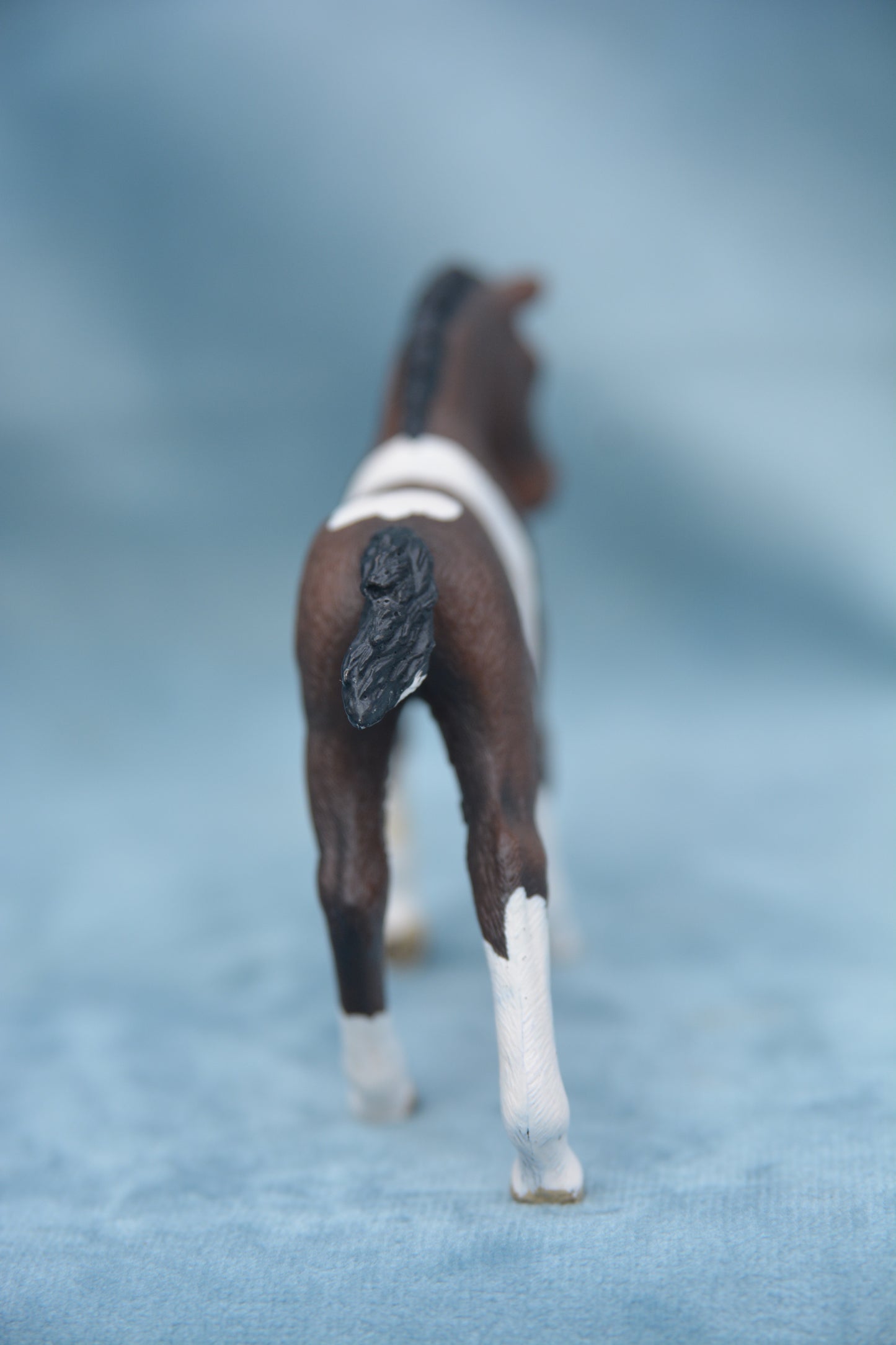 Trakehner Foal