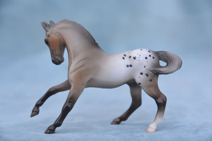 Polka Dot Warmblood