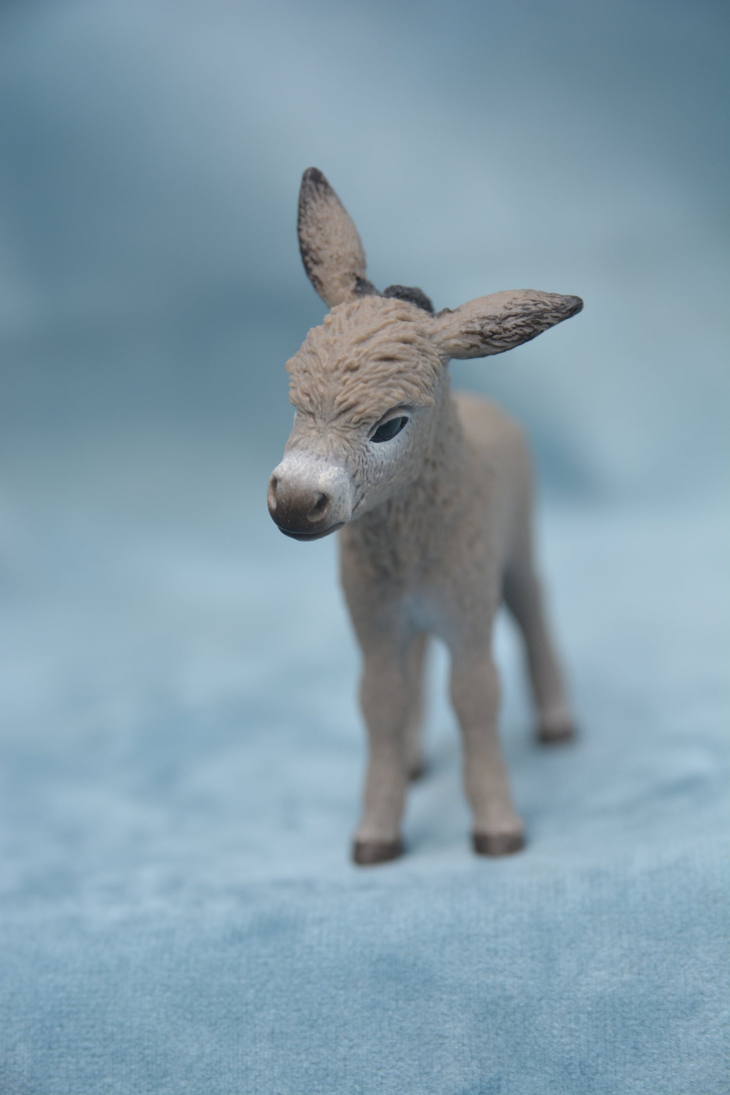 Donkey Foal