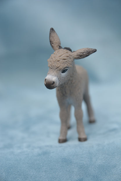 Donkey Foal