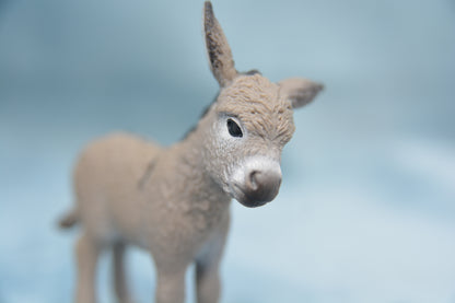 Donkey Foal