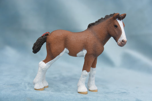 Clydesdale Foal
