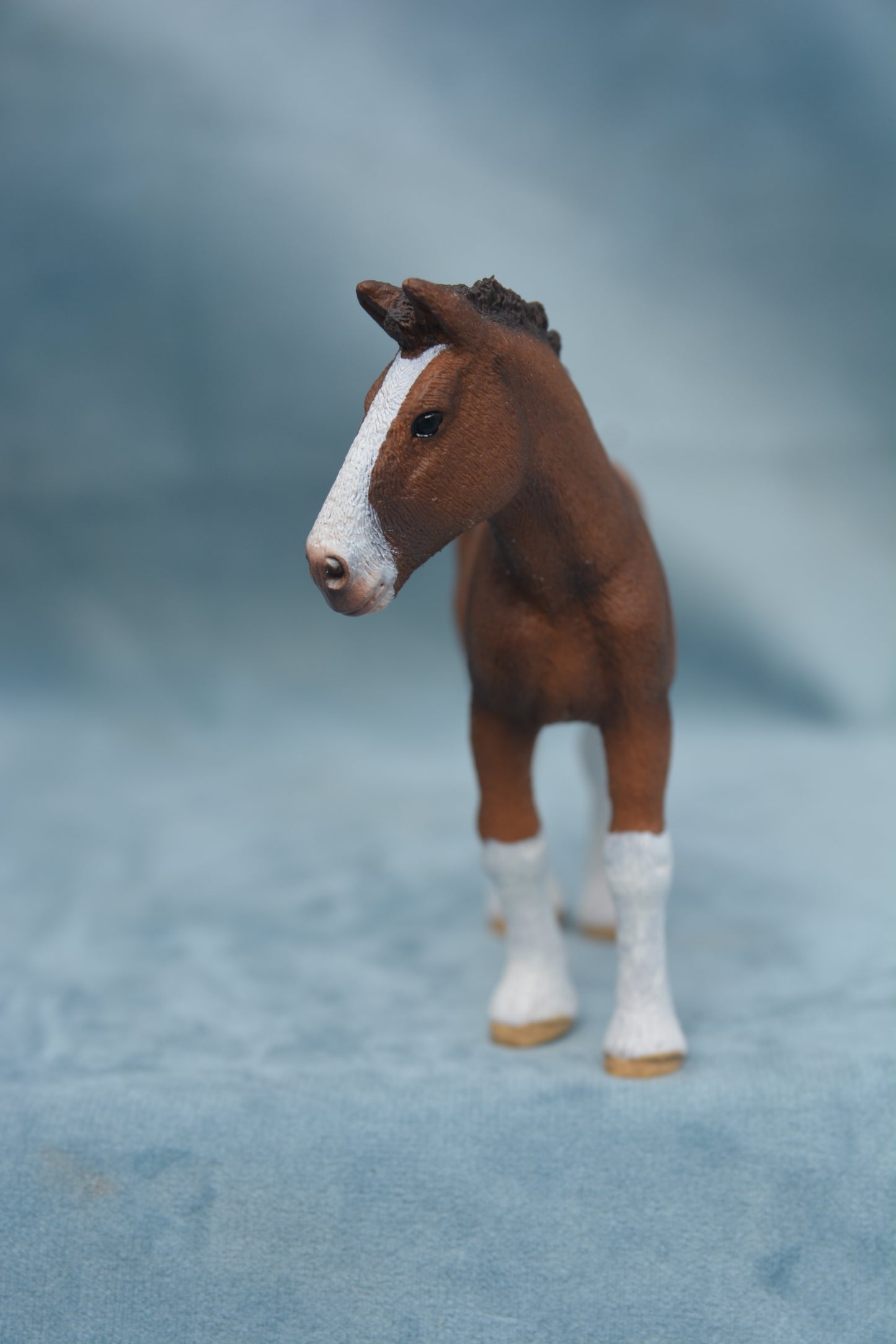 Clydesdale Foal