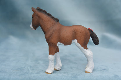 Clydesdale Foal