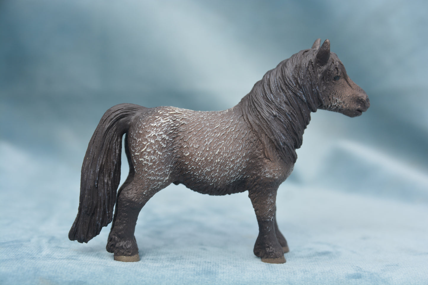 Shetland Gelding