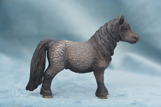 Shetland Gelding
