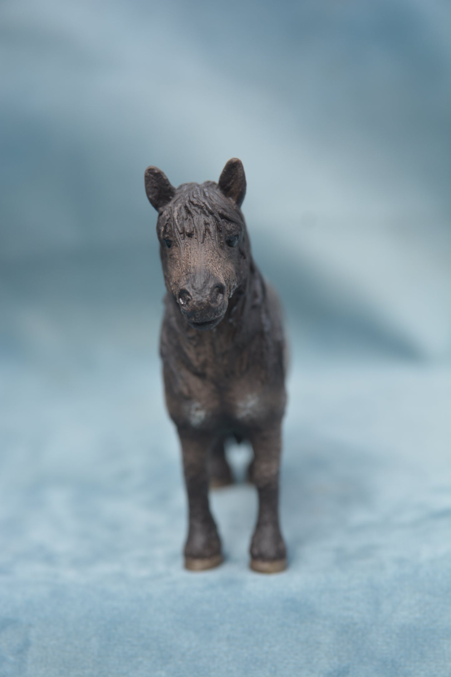 Shetland Gelding
