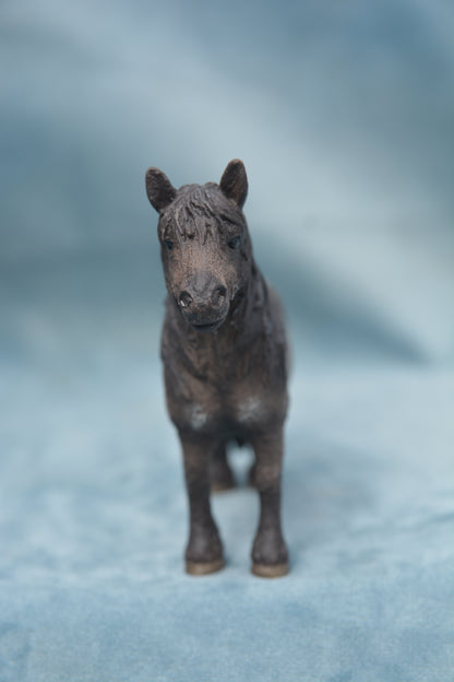 Shetland Gelding