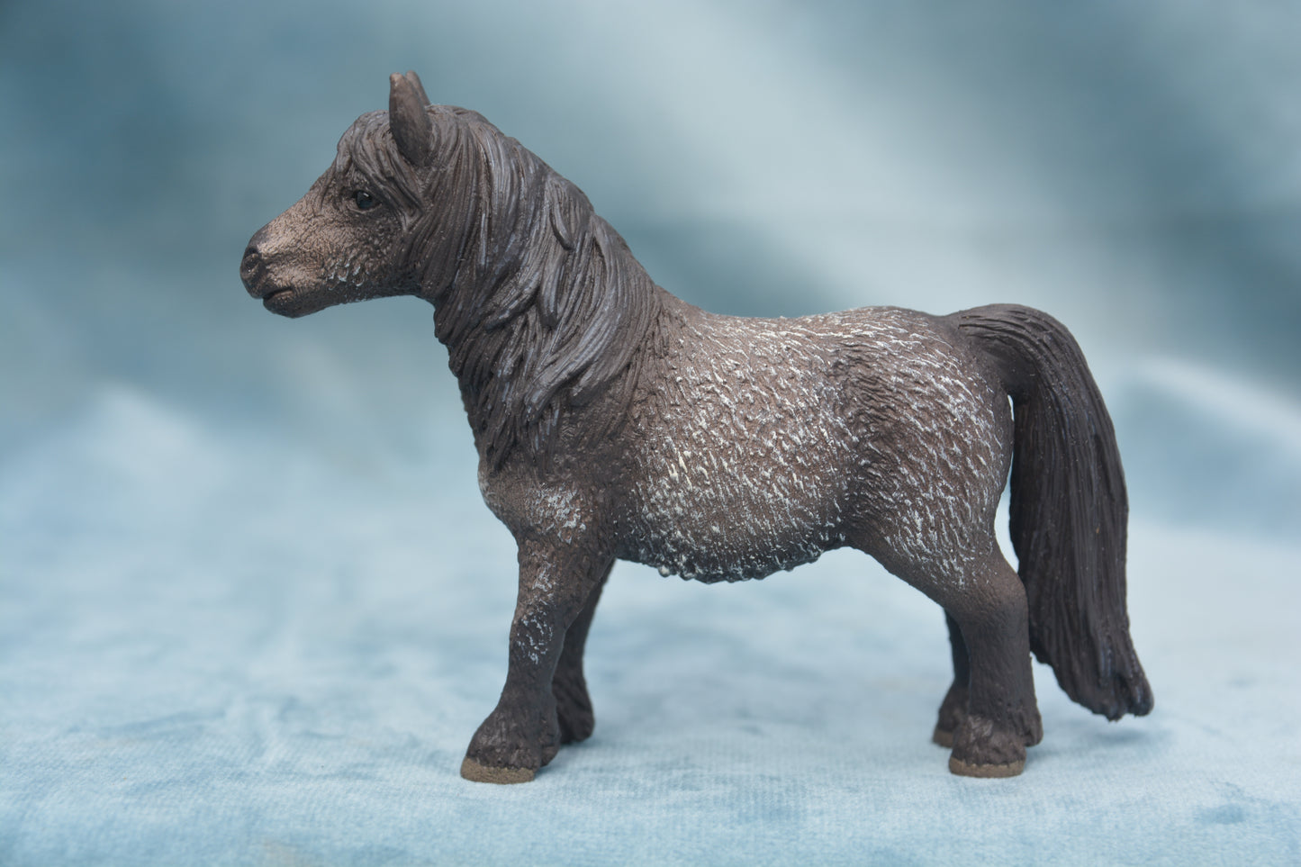 Shetland Gelding