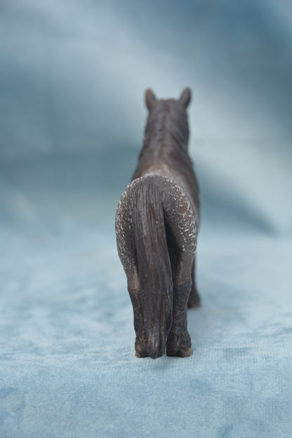 Shetland Gelding