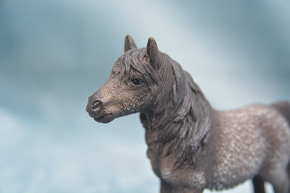 Shetland Gelding