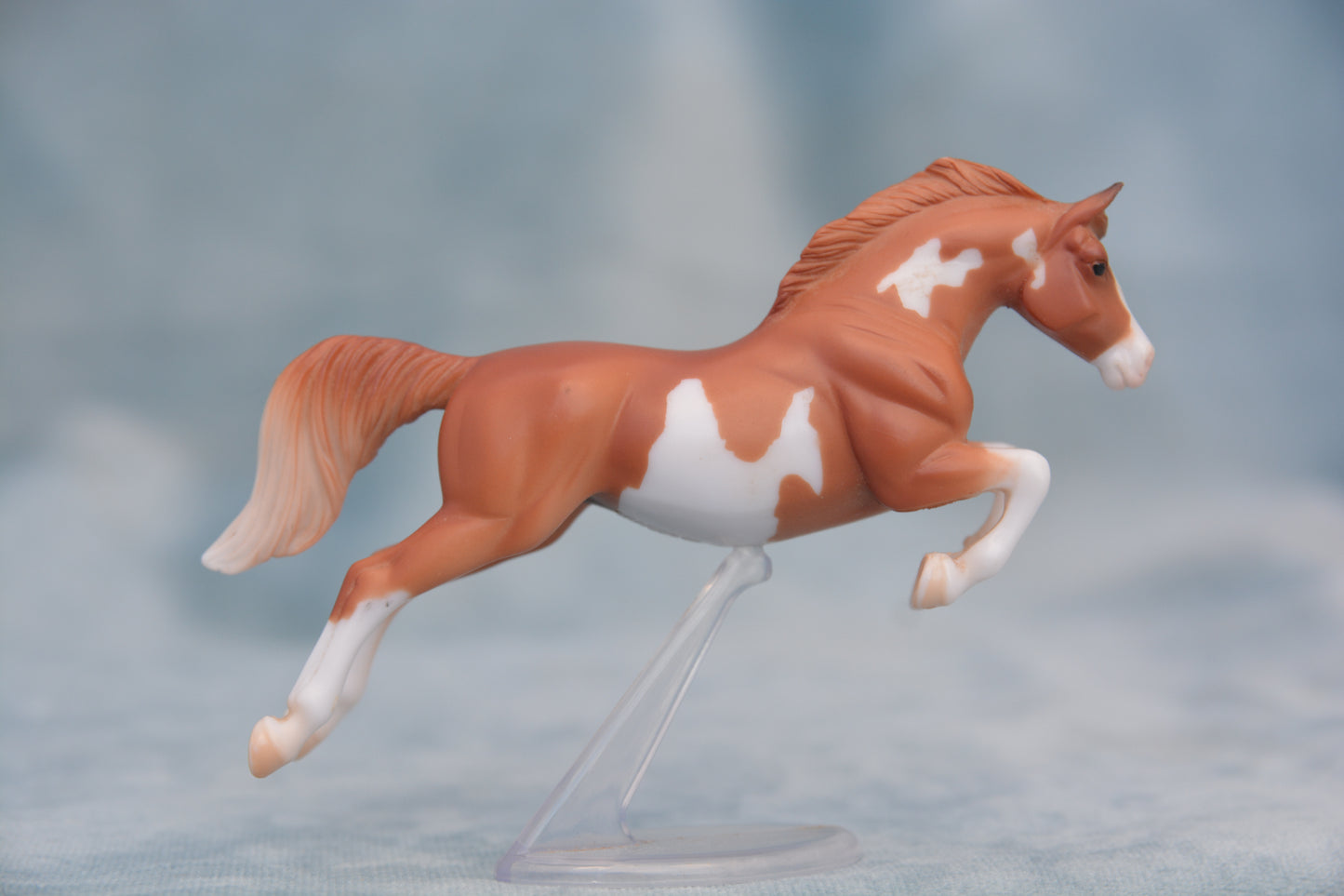 Chestnut Pinto Sport Horse