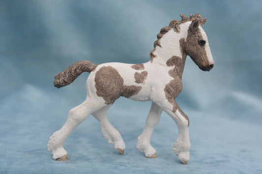 Tinker Foal