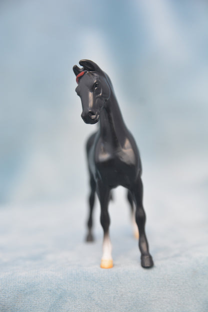 Horspital Saddlebred