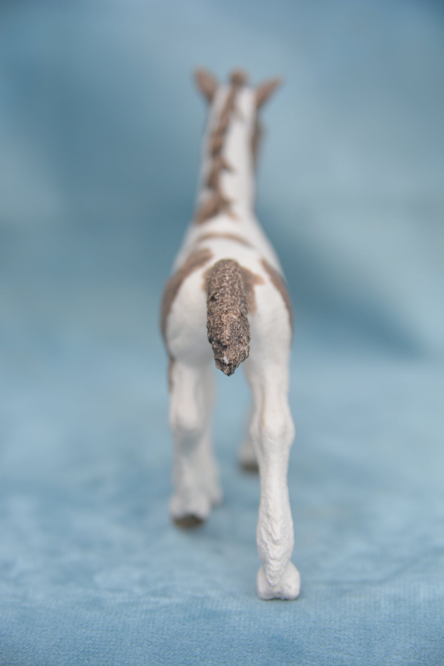 Tinker Foal