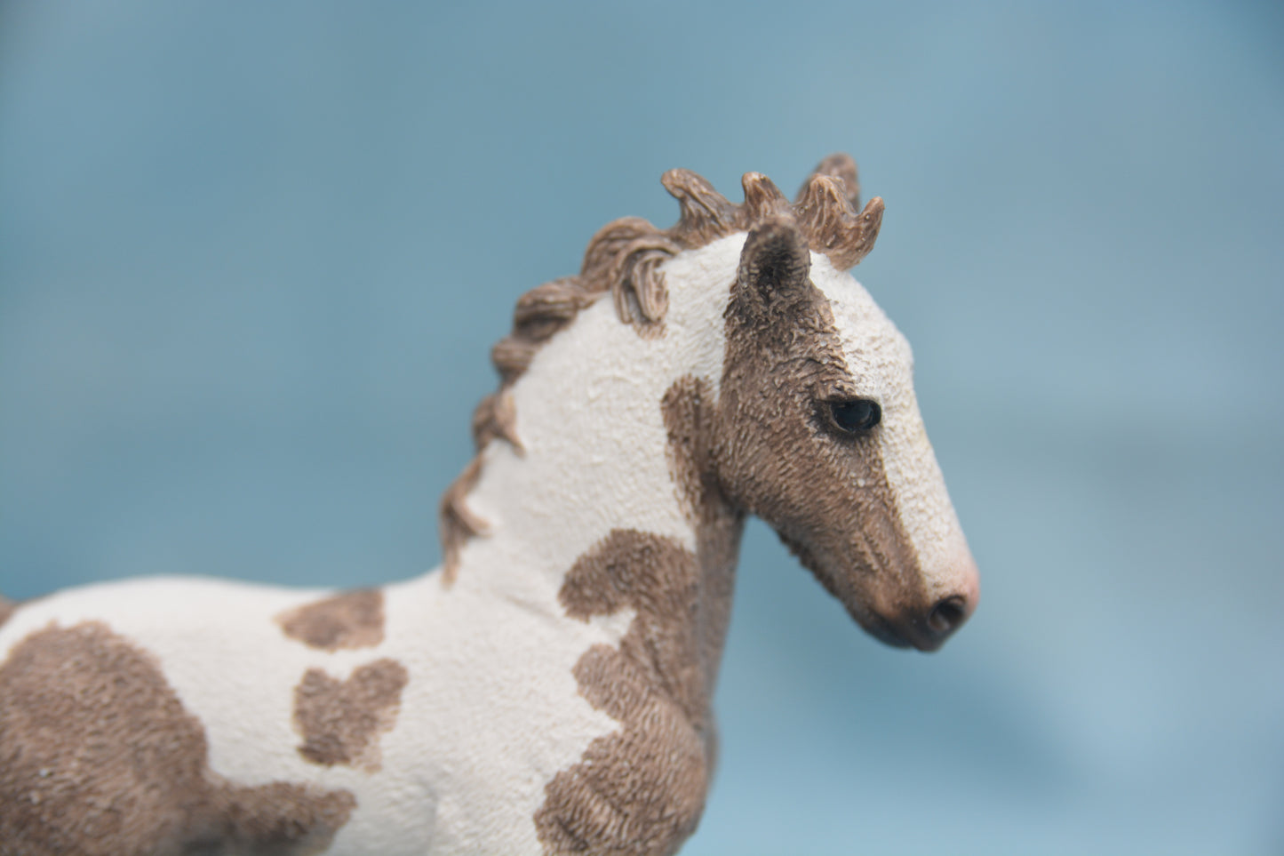 Tinker Foal