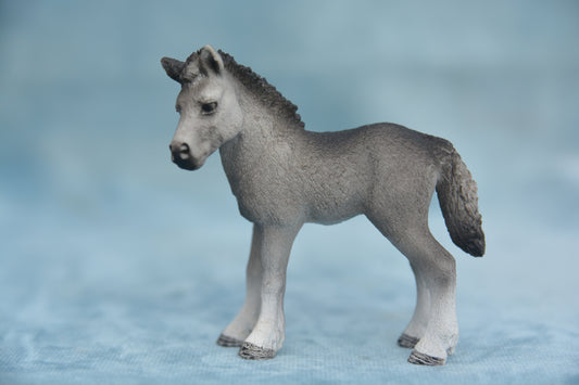 Fell Pony Foal