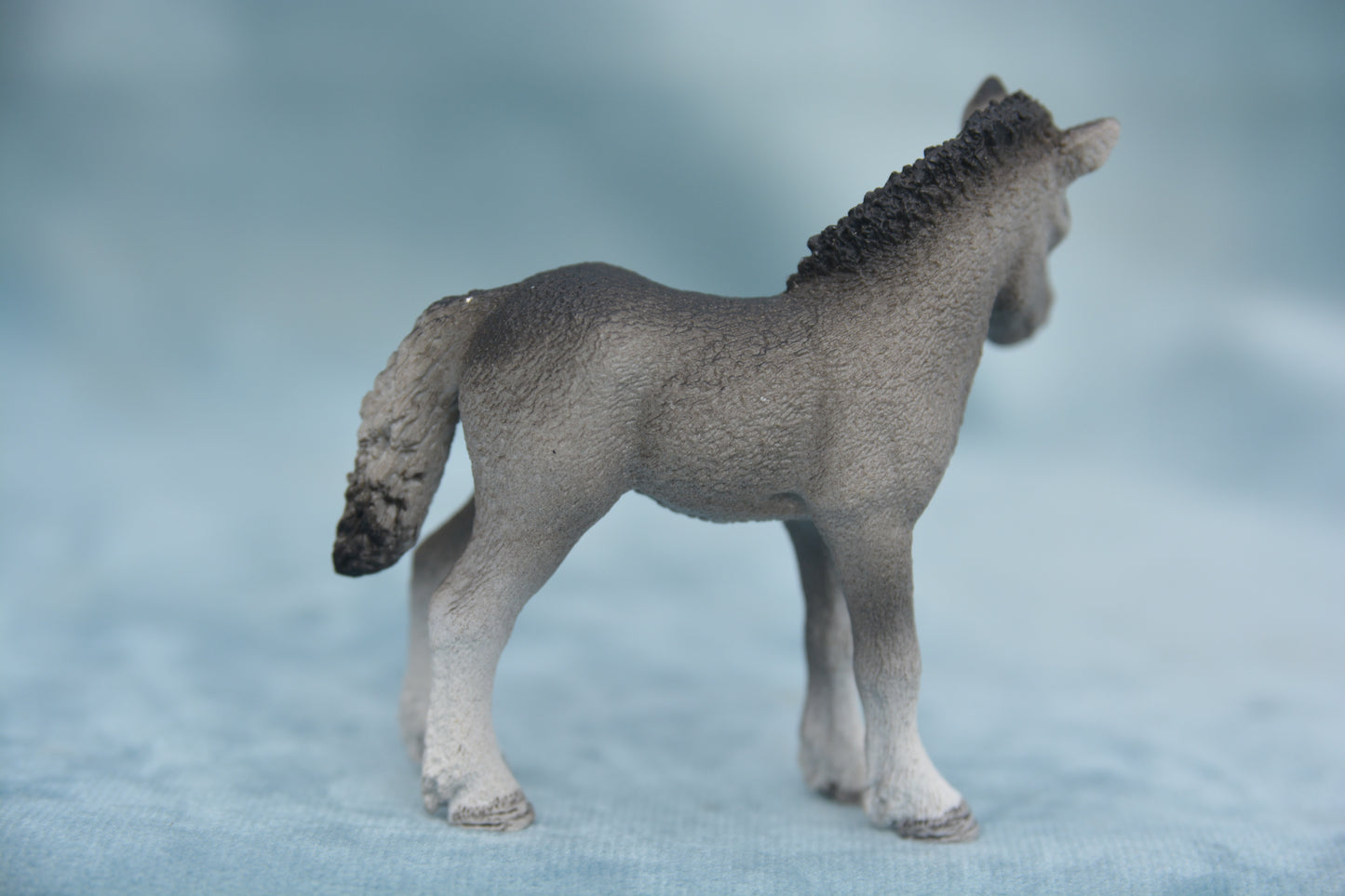 Fell Pony Foal