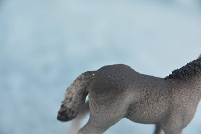 Fell Pony Foal
