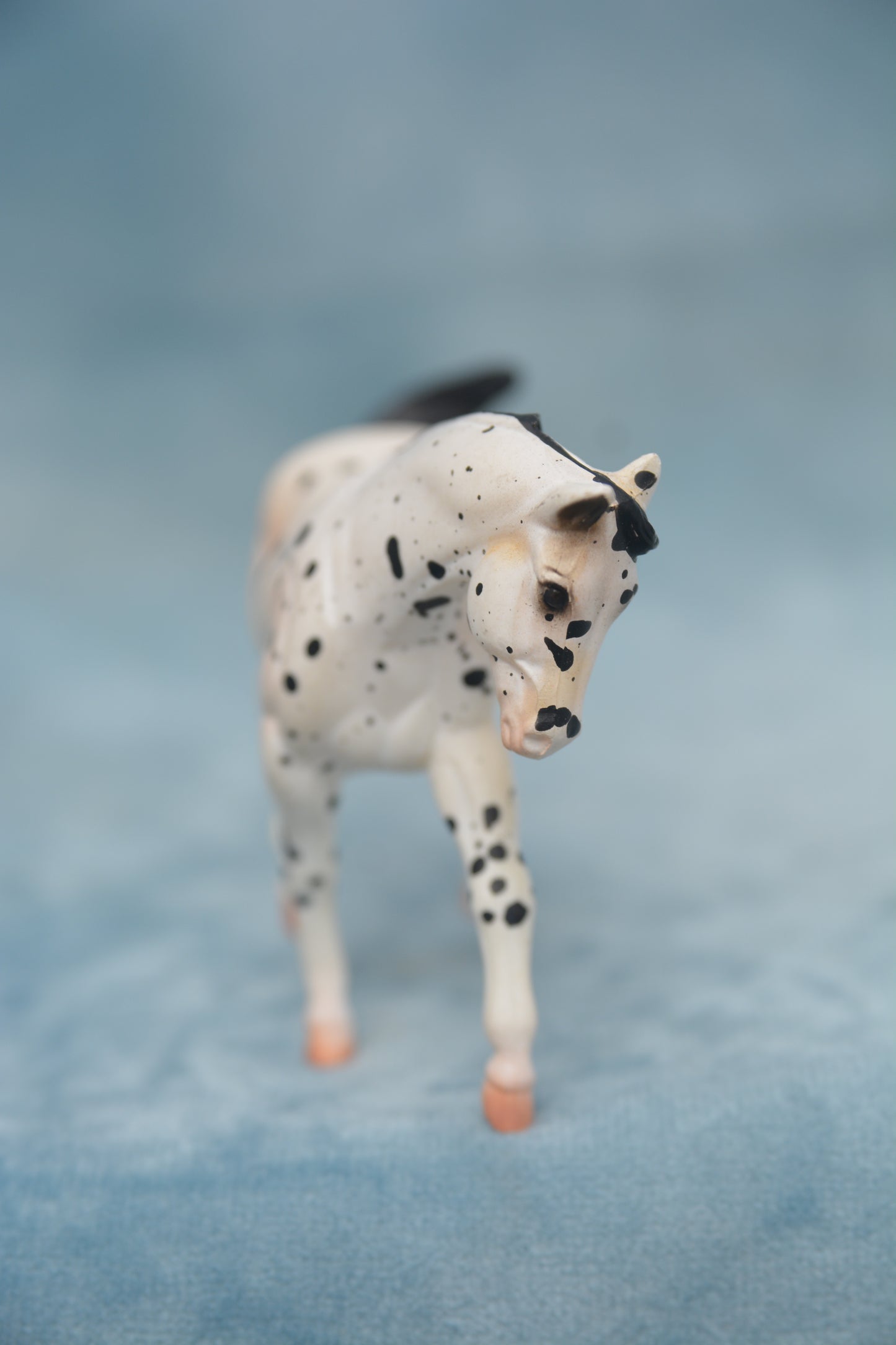 JAH G2 Appaloosa