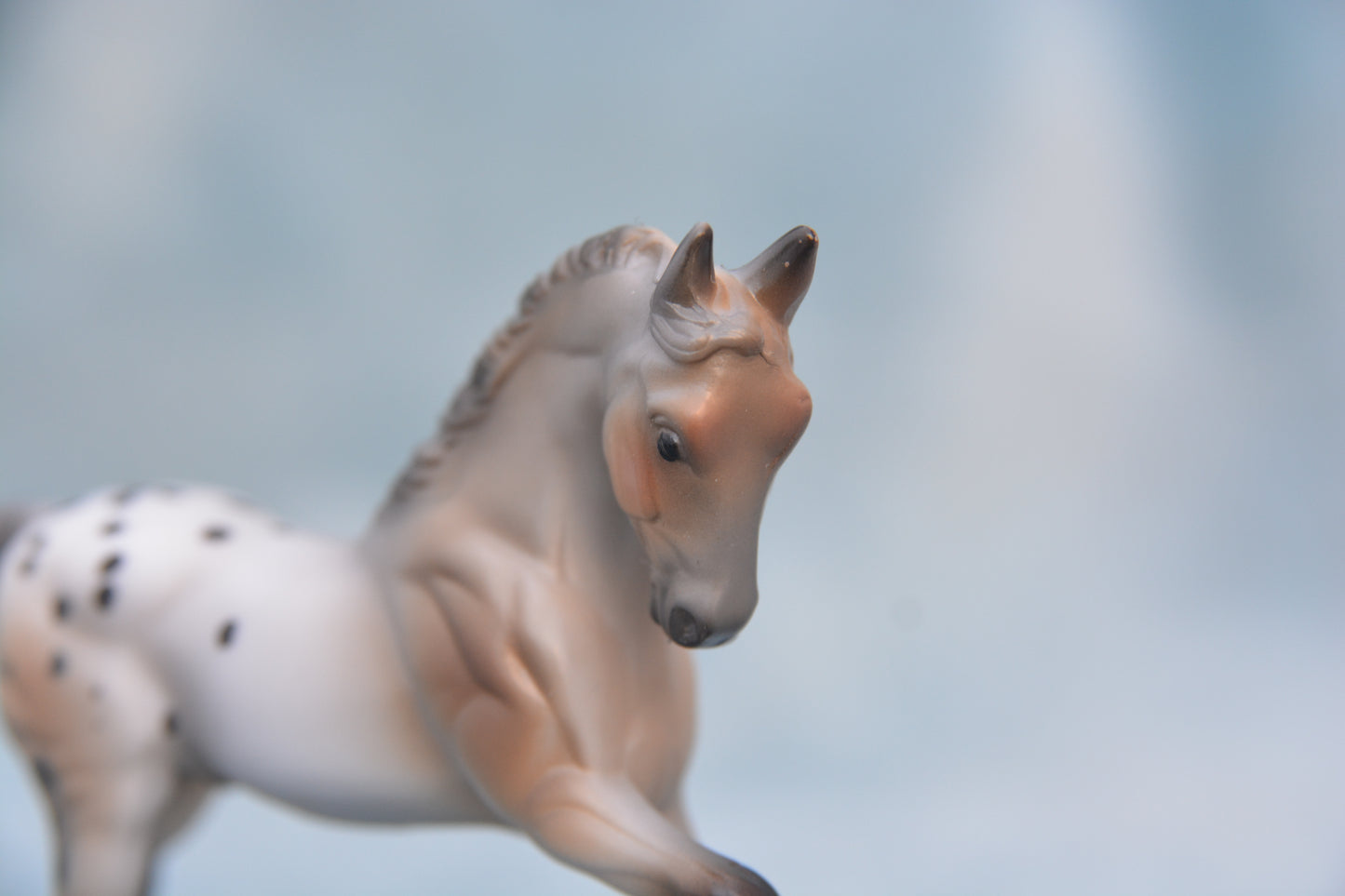 Polka Dot Warmblood 2