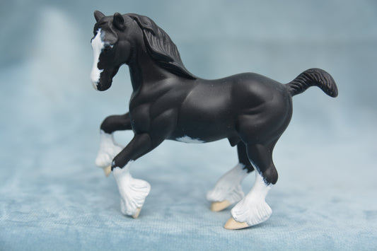 Black Shire