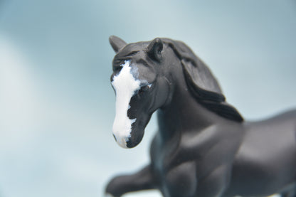 Black Shire