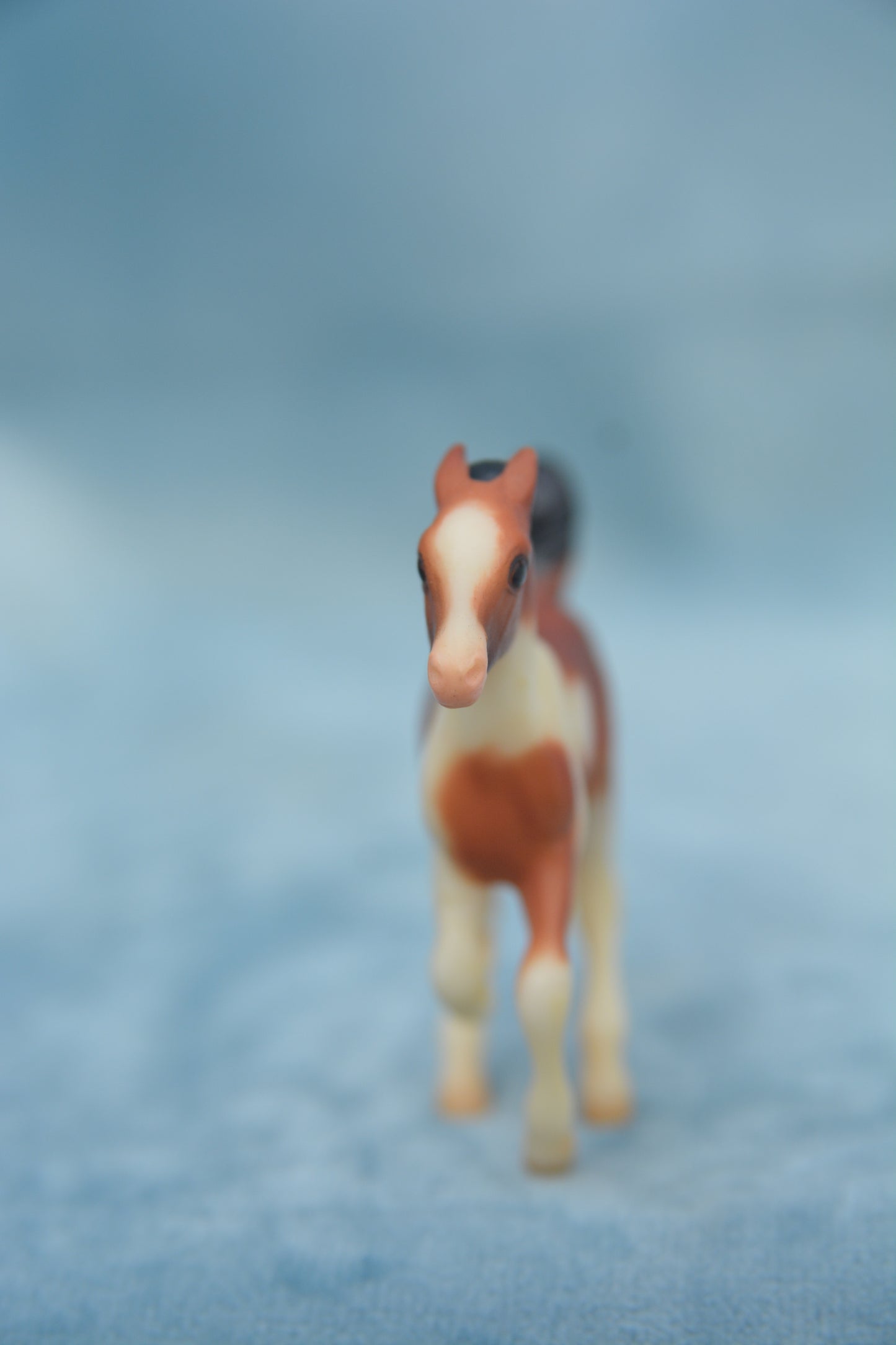 Pinto Cantering Foal