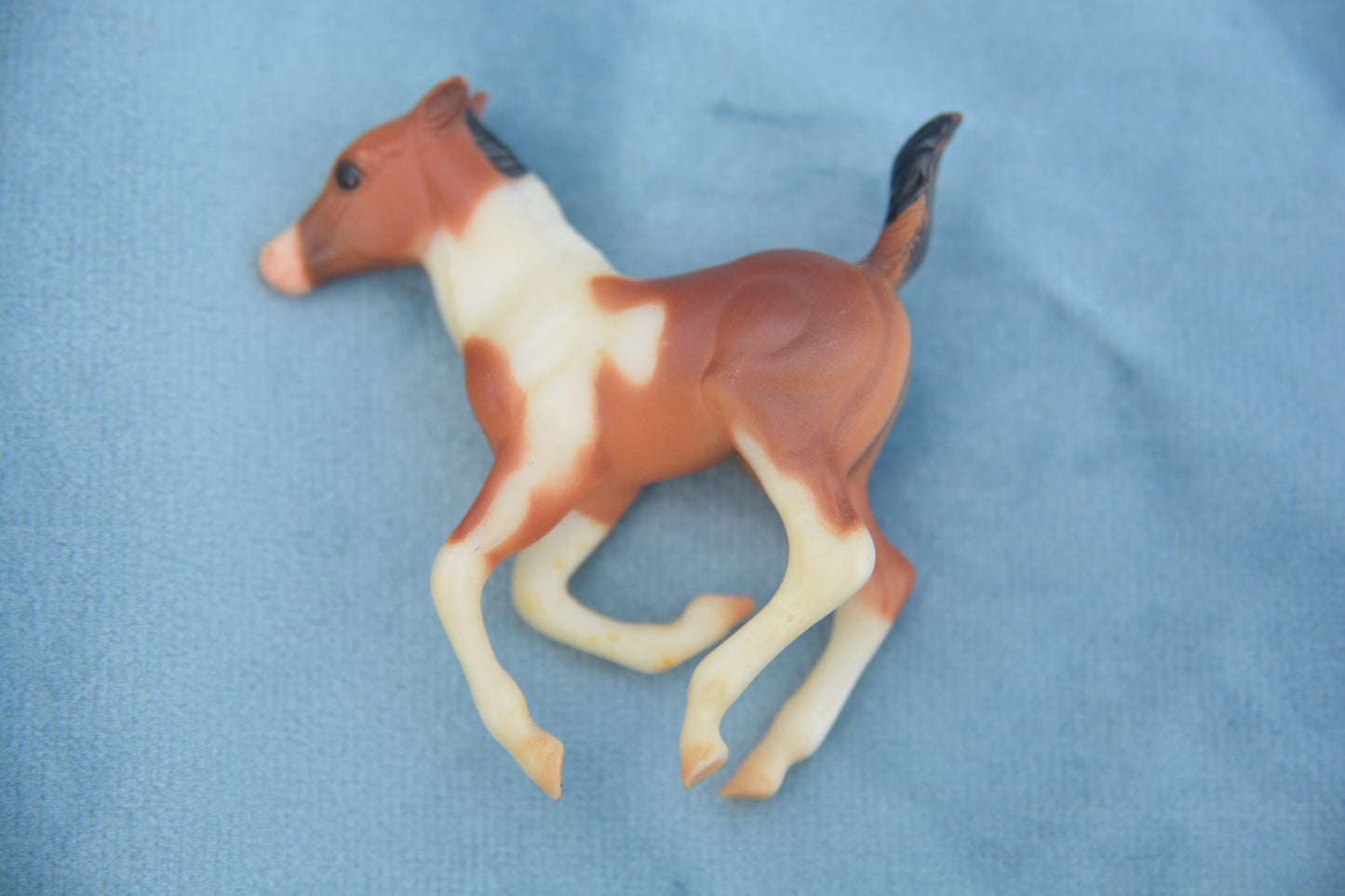 Pinto Cantering Foal