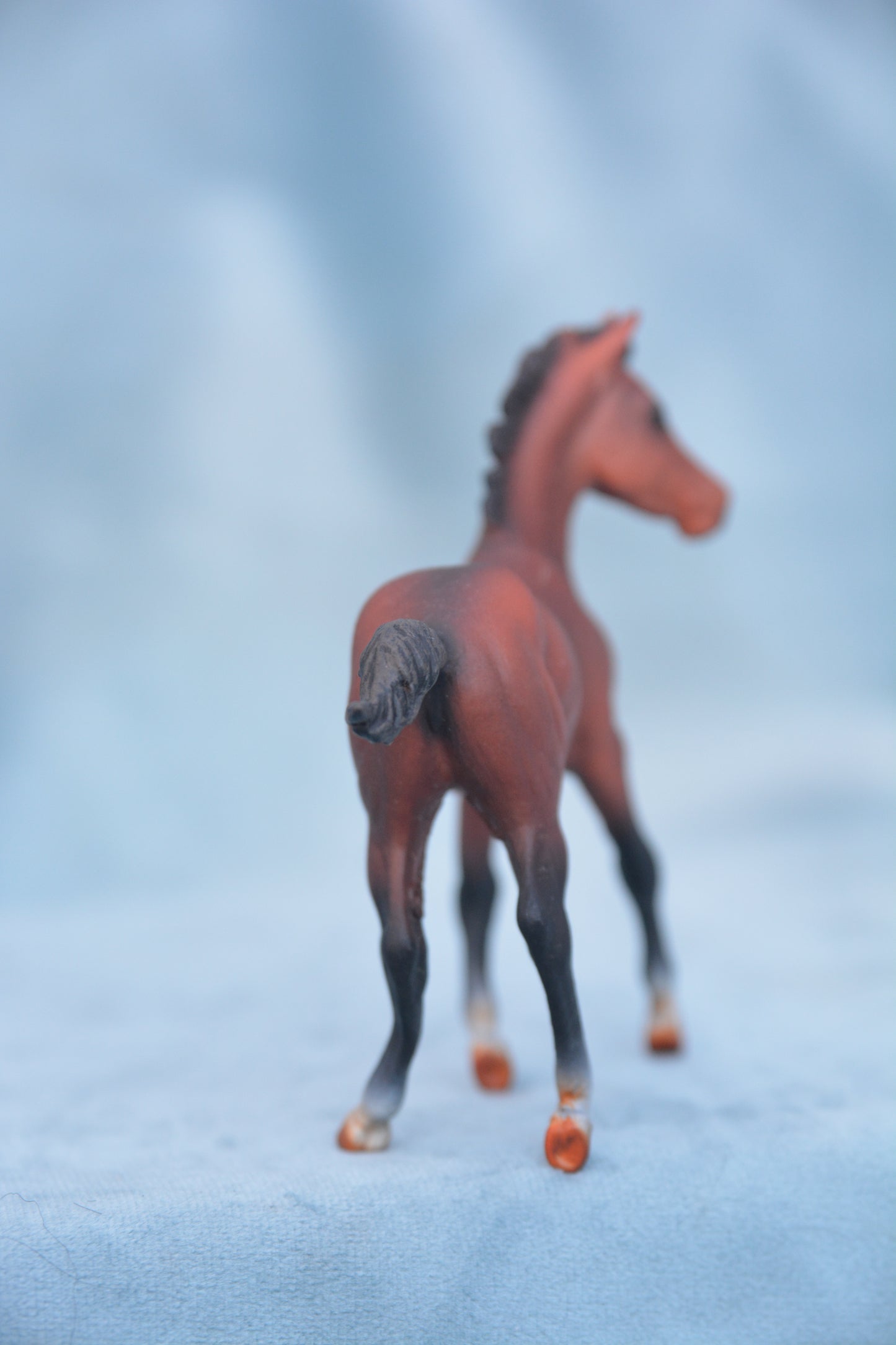 Bay Quarter Horse Foal