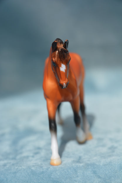 Warmblood