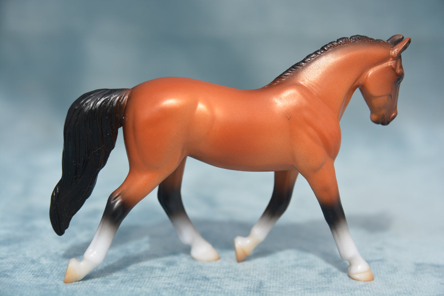 Warmblood