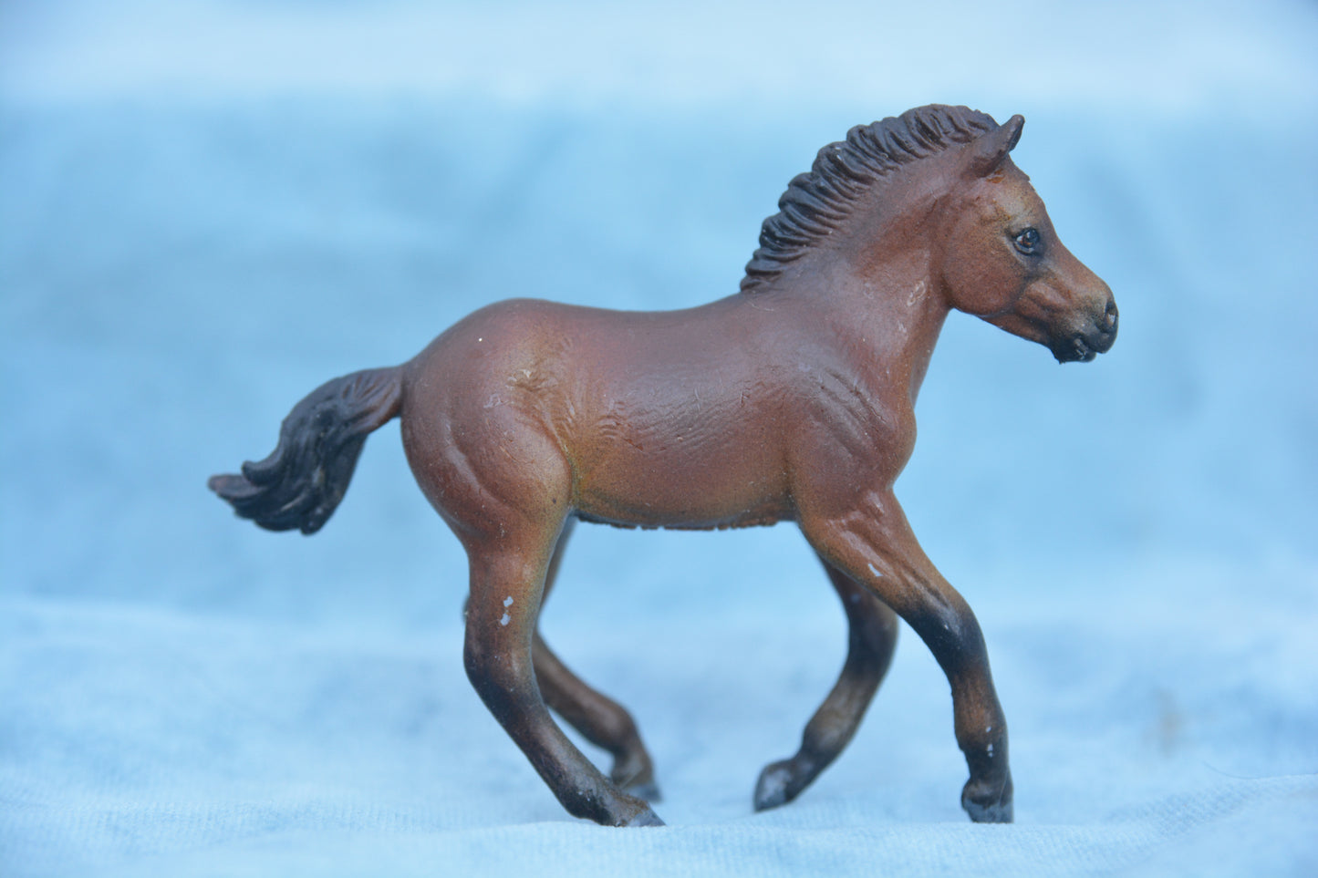 Custom Fjord Foal