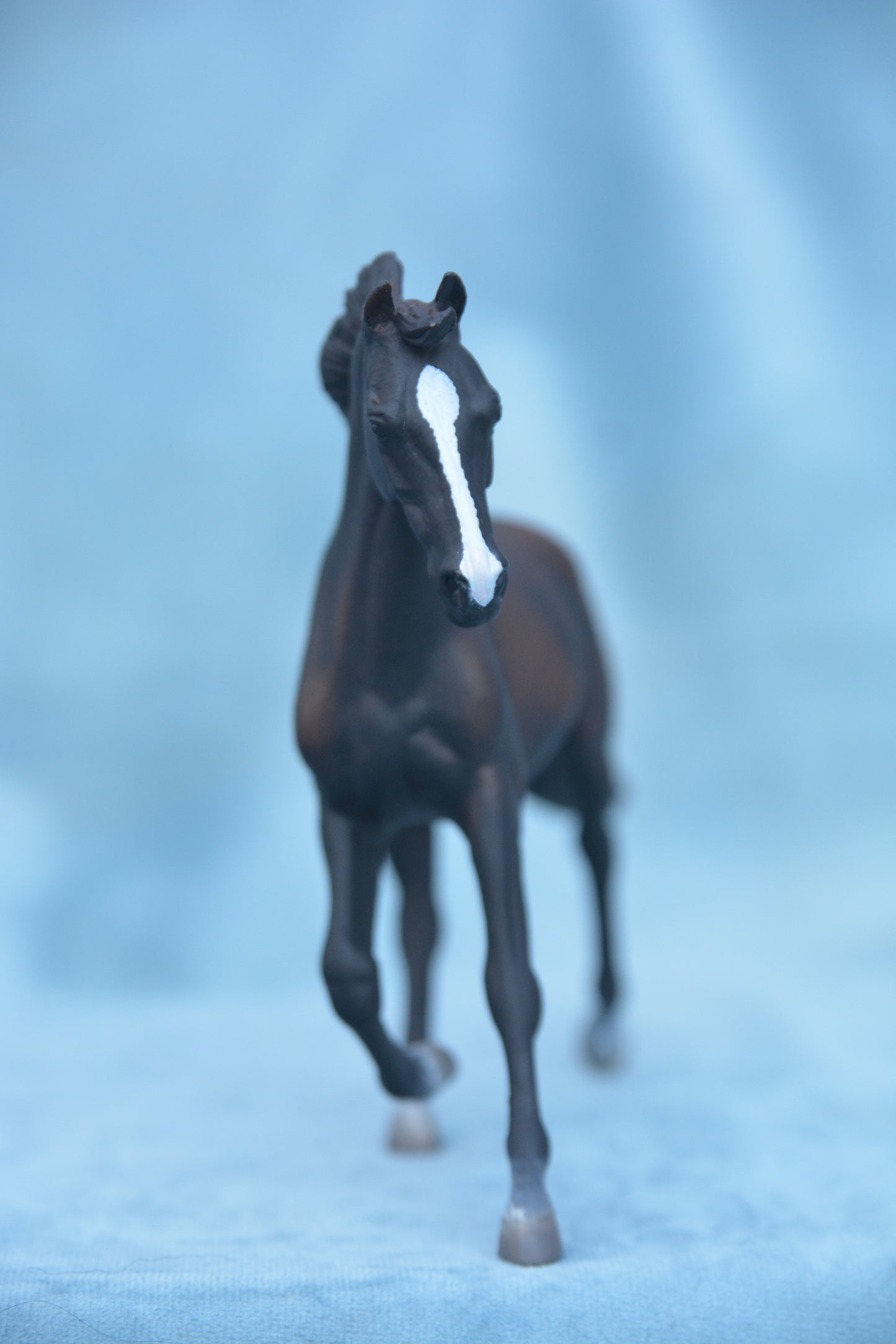 Black Thoroughbred Mare