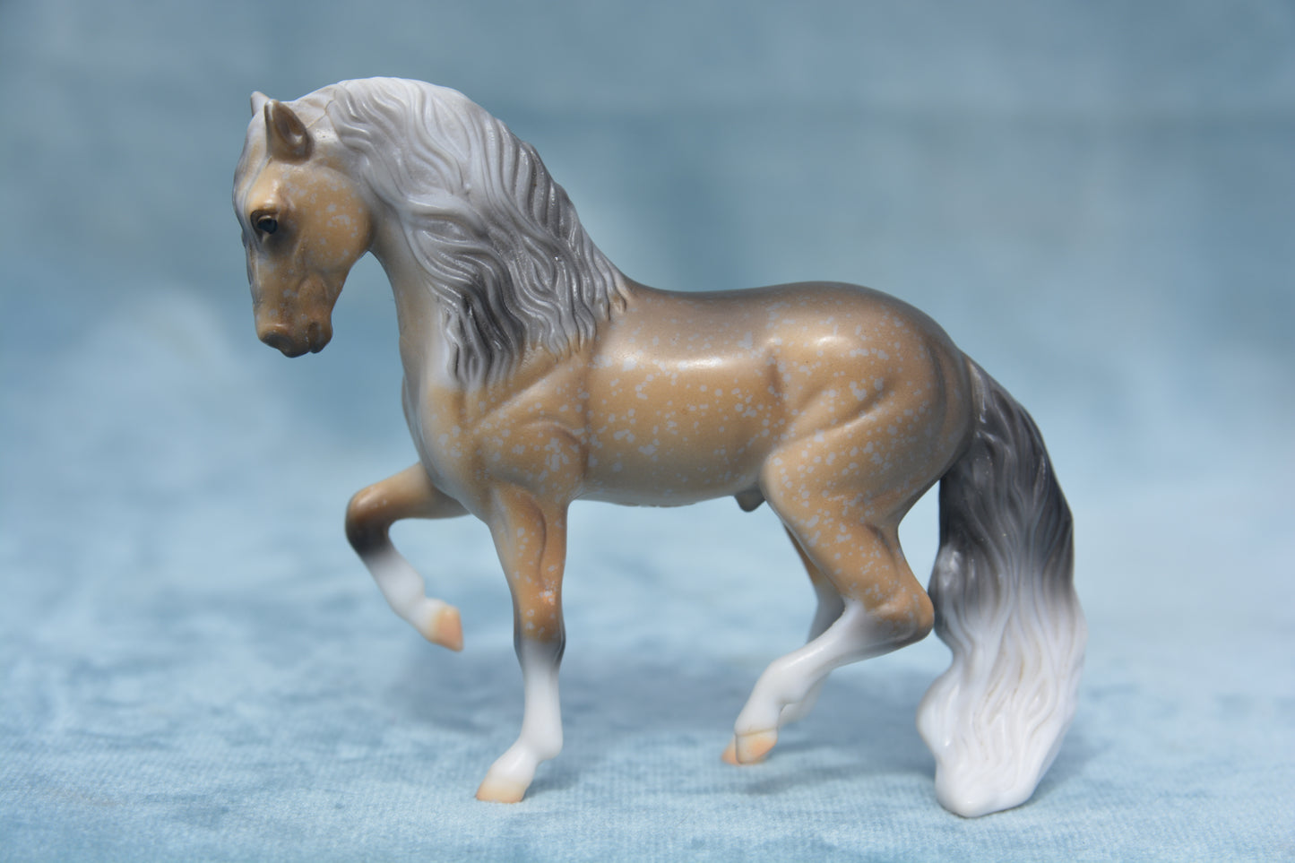 Mystery Foal Andalusian