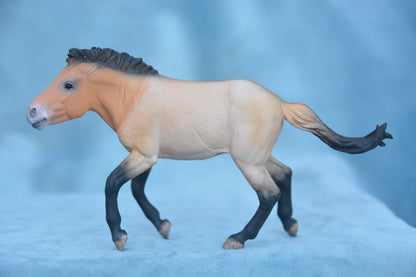 Przewalski Stallion