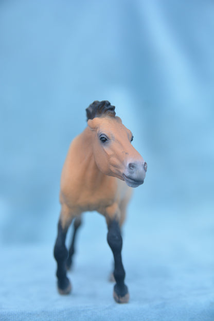 Przewalski Stallion