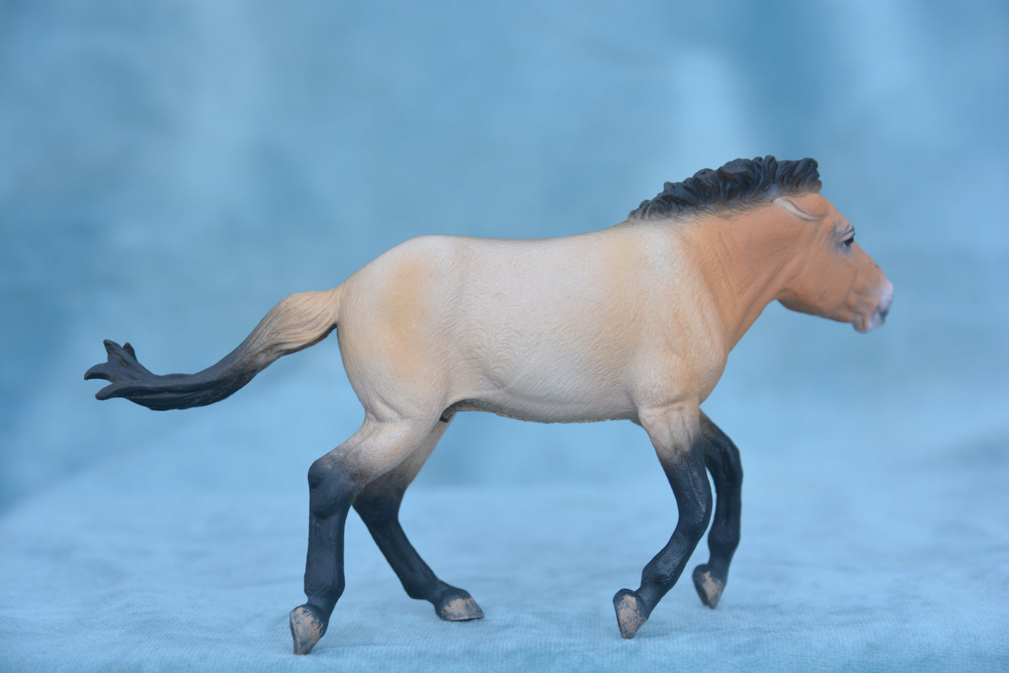 Przewalski Stallion