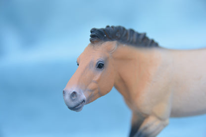 Przewalski Stallion