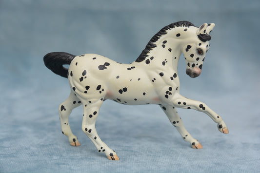 Spotted G2 Warmblood