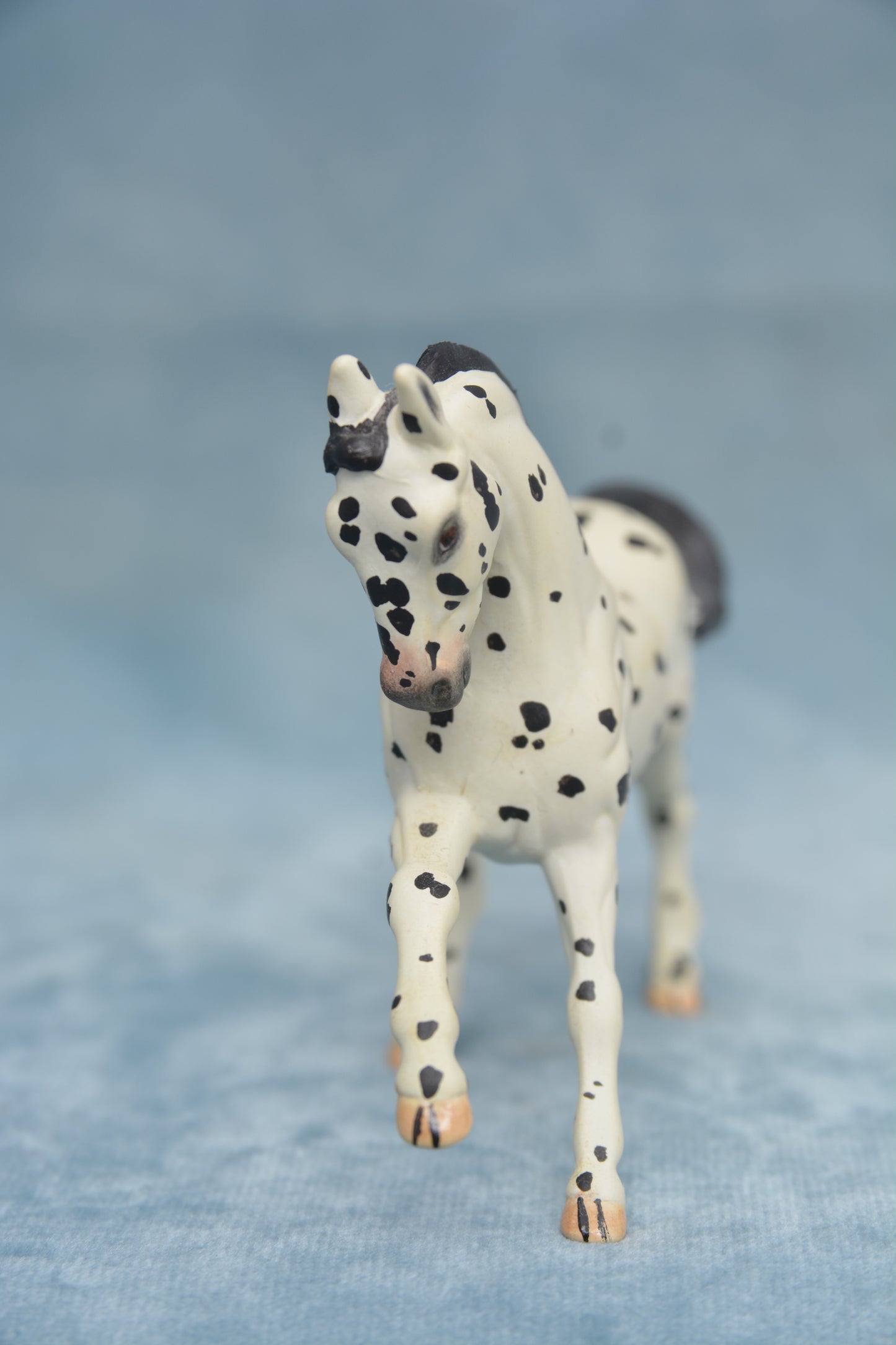 Spotted G2 Warmblood